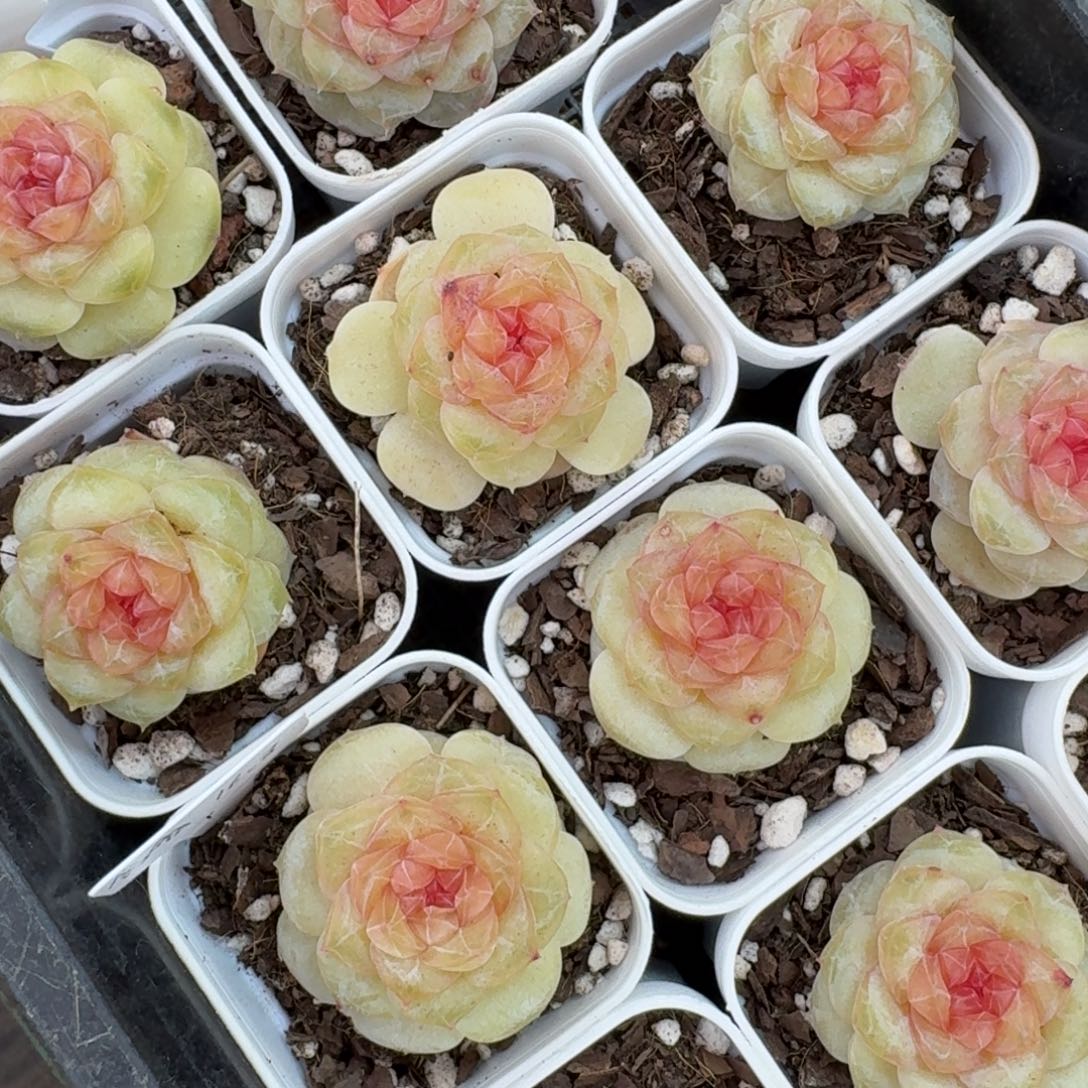 1222-011-含香一颗量拍