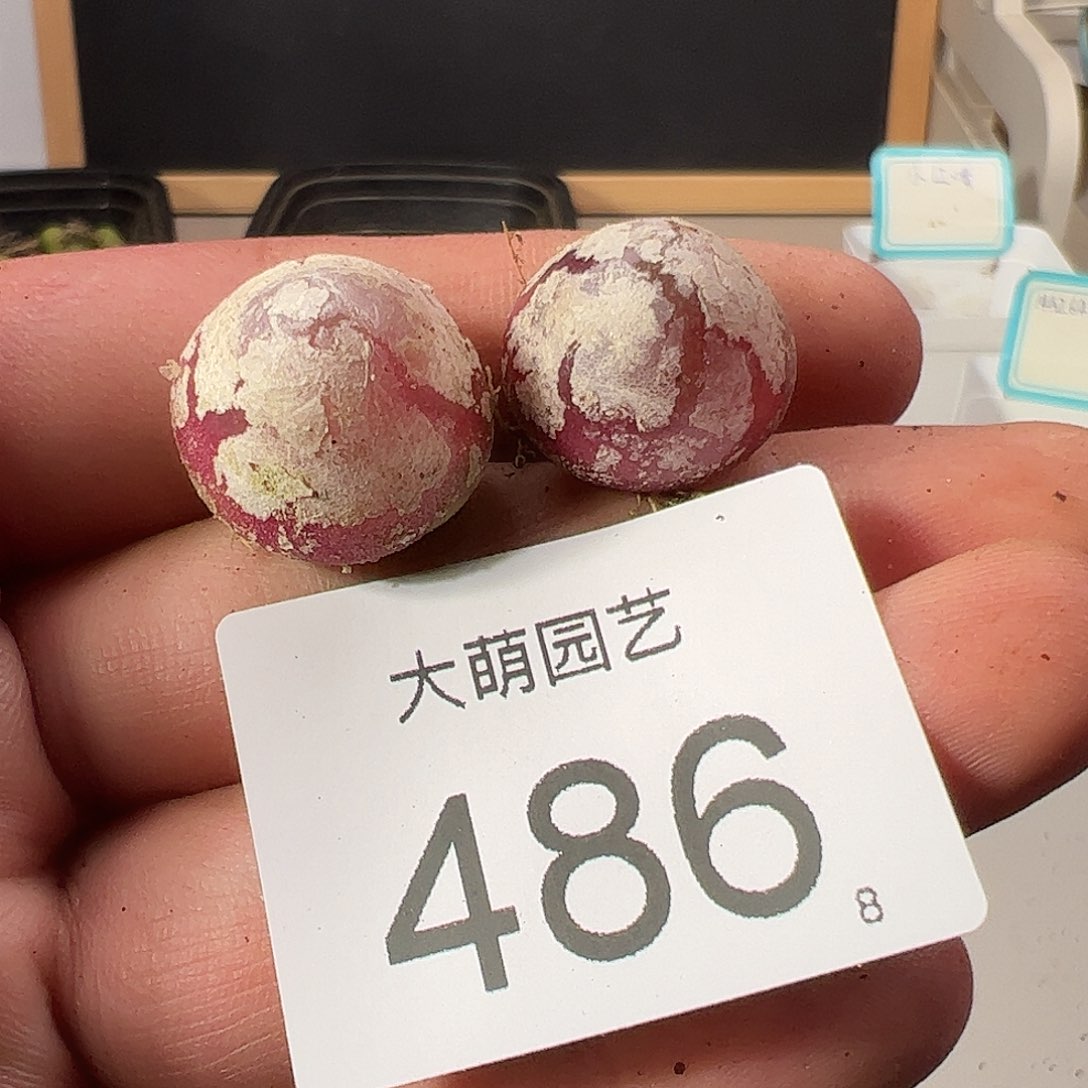 0000486 一物一拍……