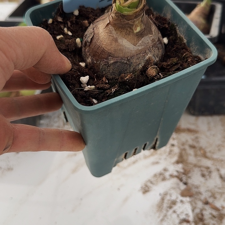 星***雏鹤朱顶红一棵6.5带盆