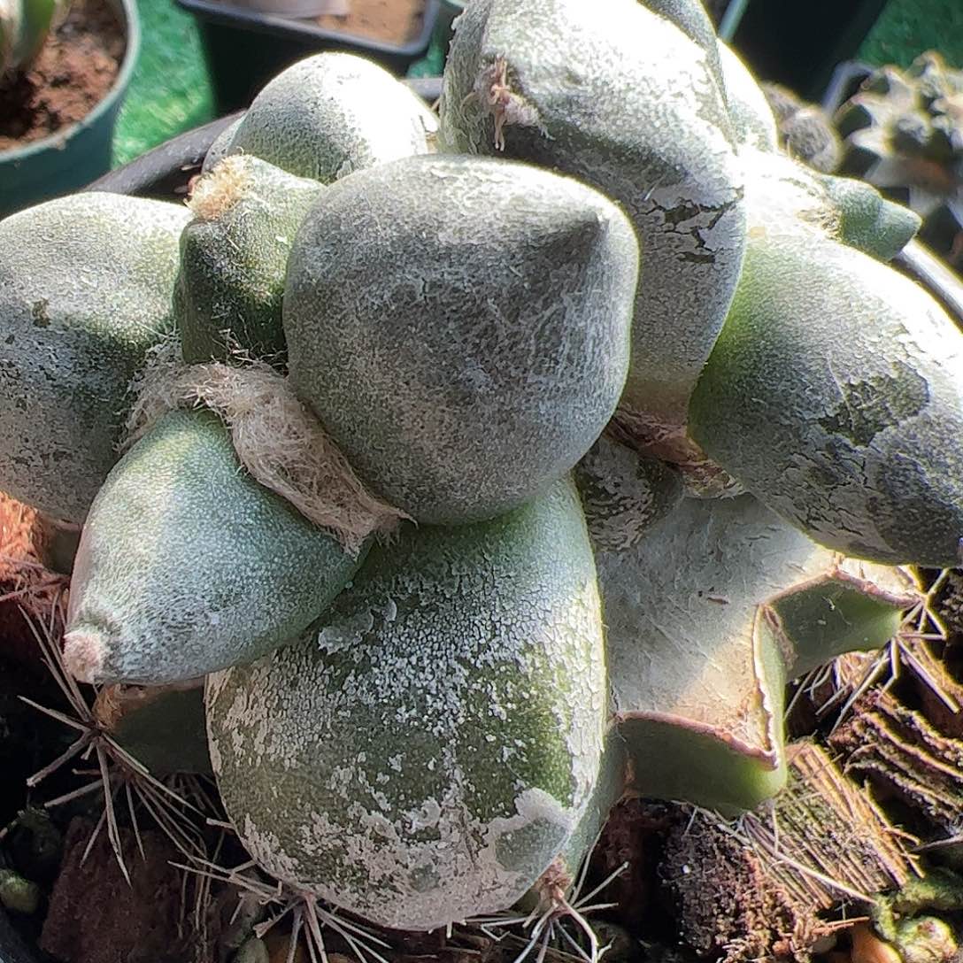 鸭*双头达摩青瓷牡丹899