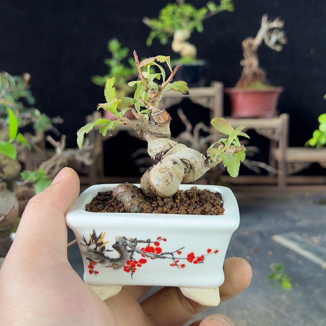 不***你发发发发发发发发发发