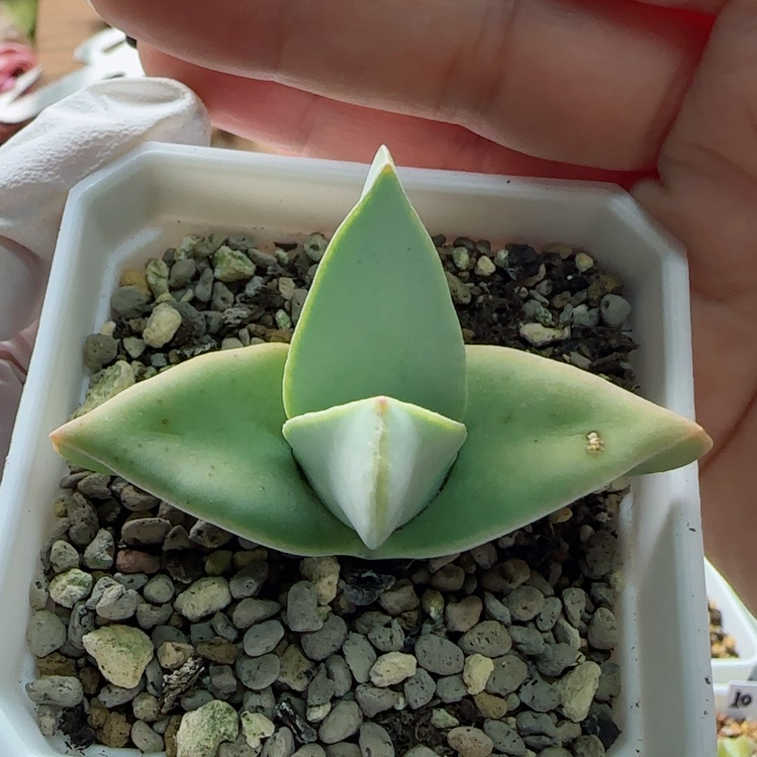 2-11-5-6当天满58包邮大型肉锥翼多肉脱土