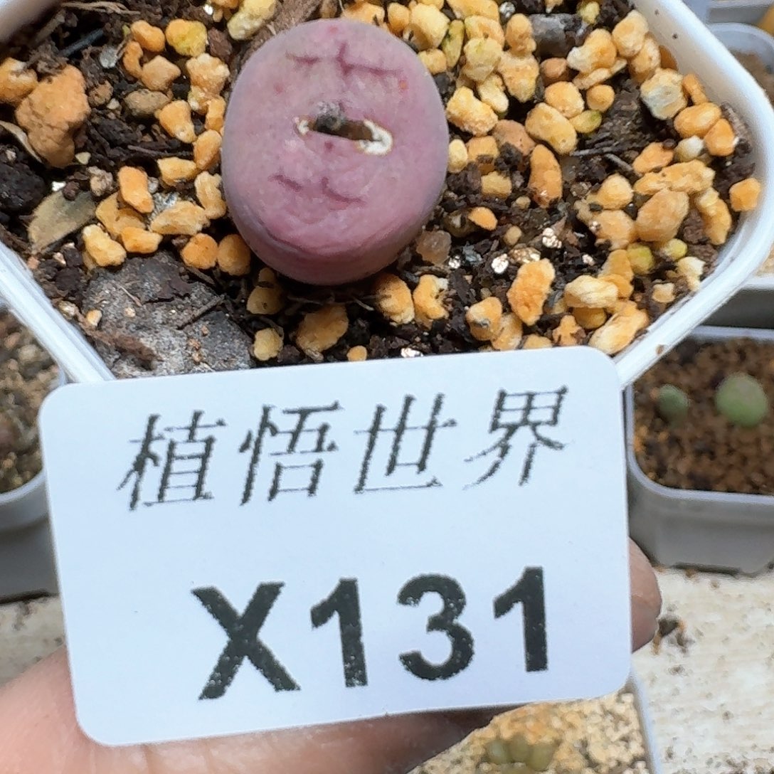 131号多肉植物哇f vvh