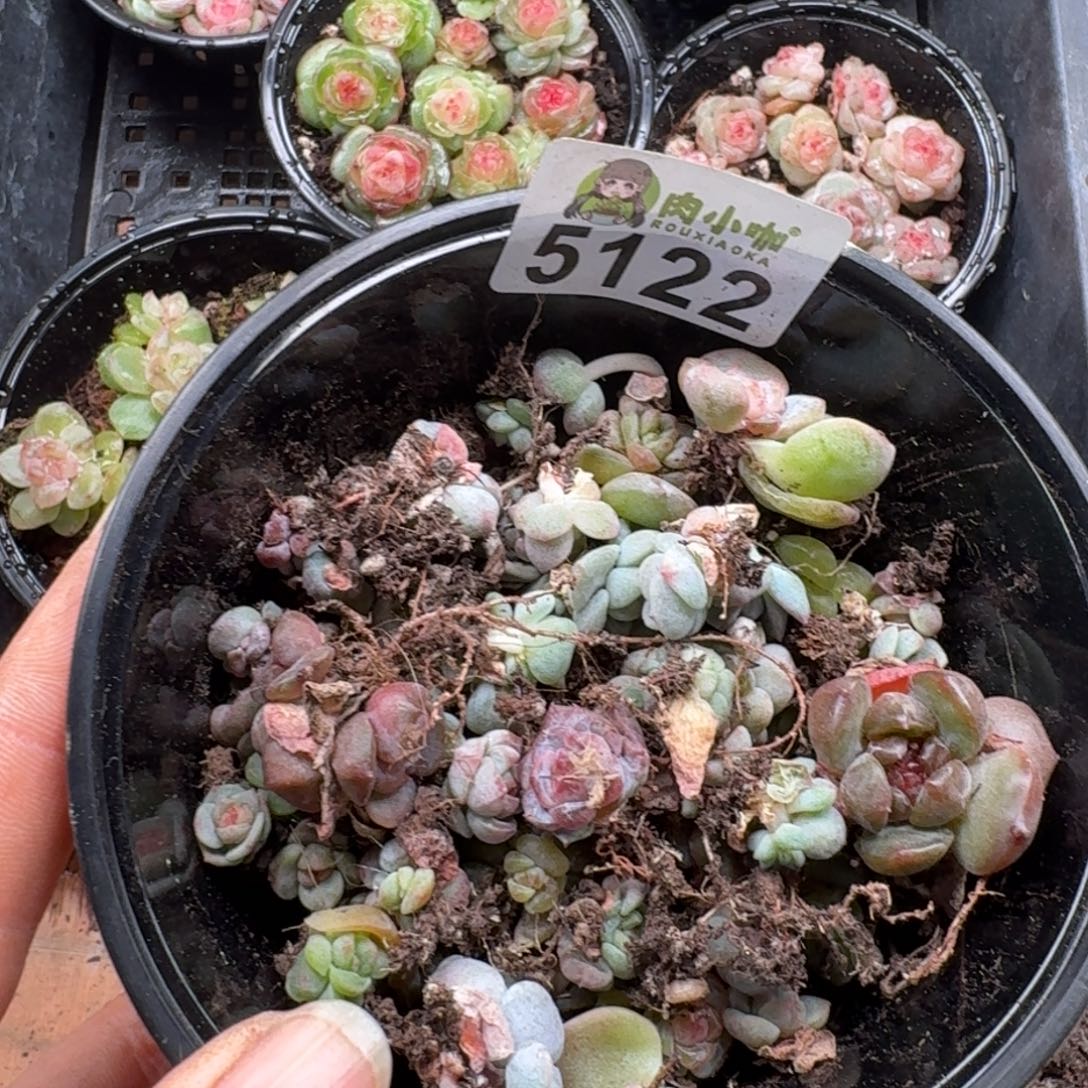 蓝***️多肉植物多肉植物