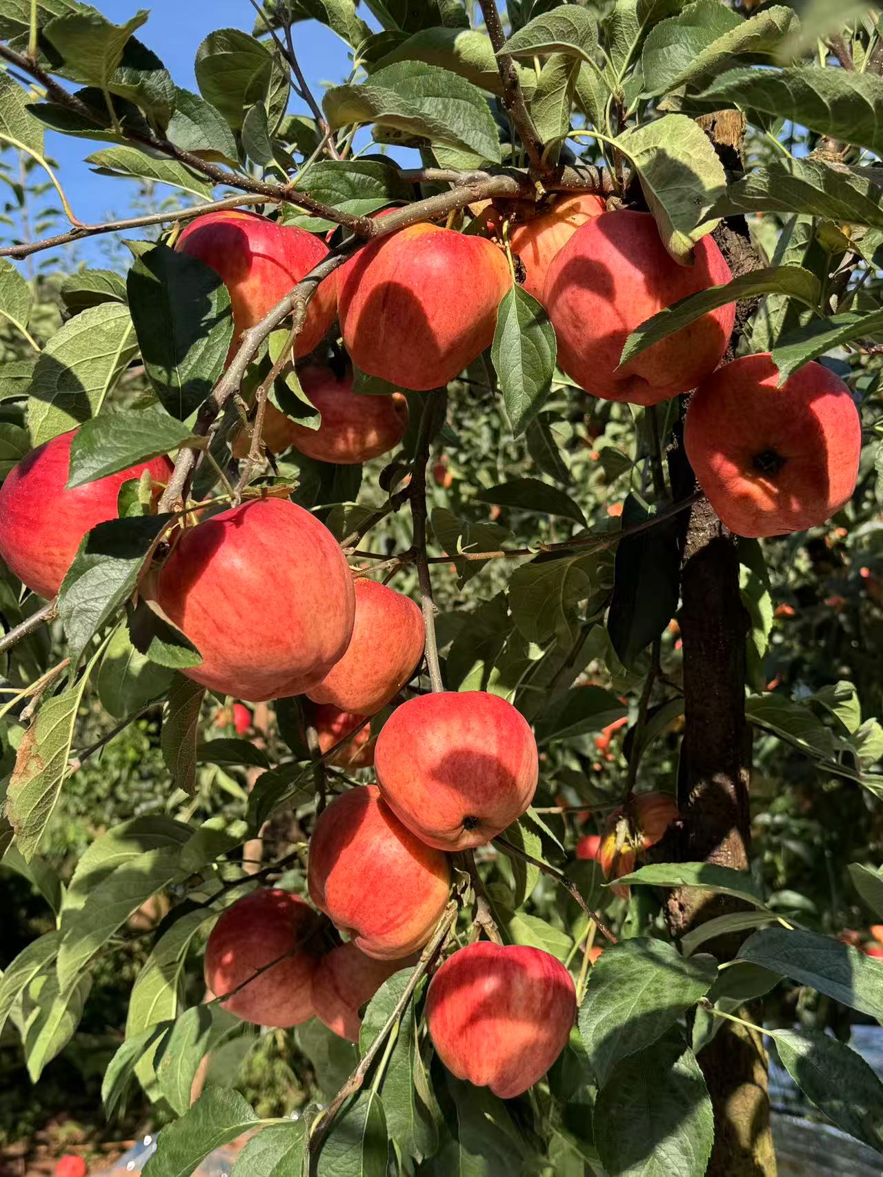 云南昭通红露苹果纯甜无酸2斤小果