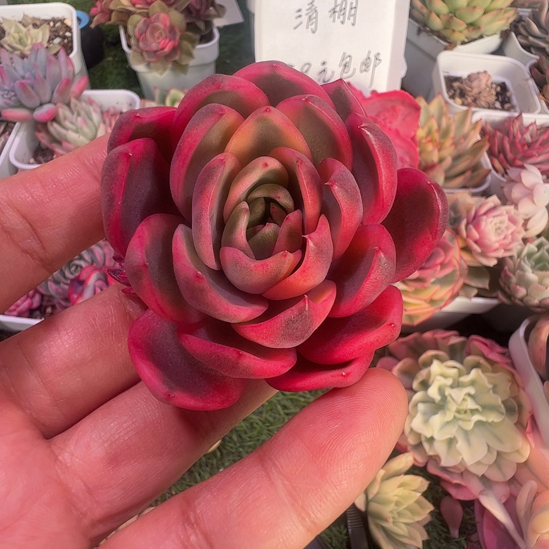 爱***晴多肉植物多肉植物