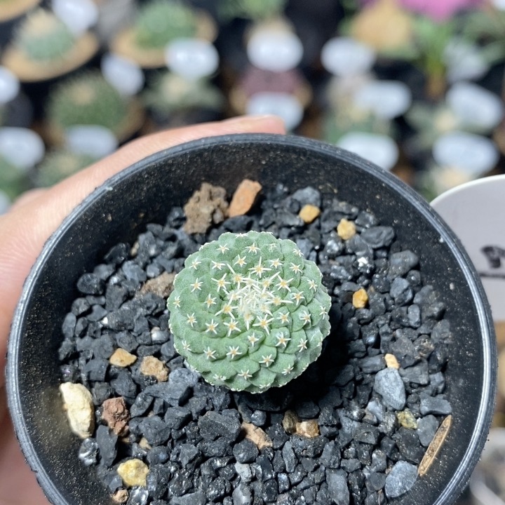 21号实生菊水2cm