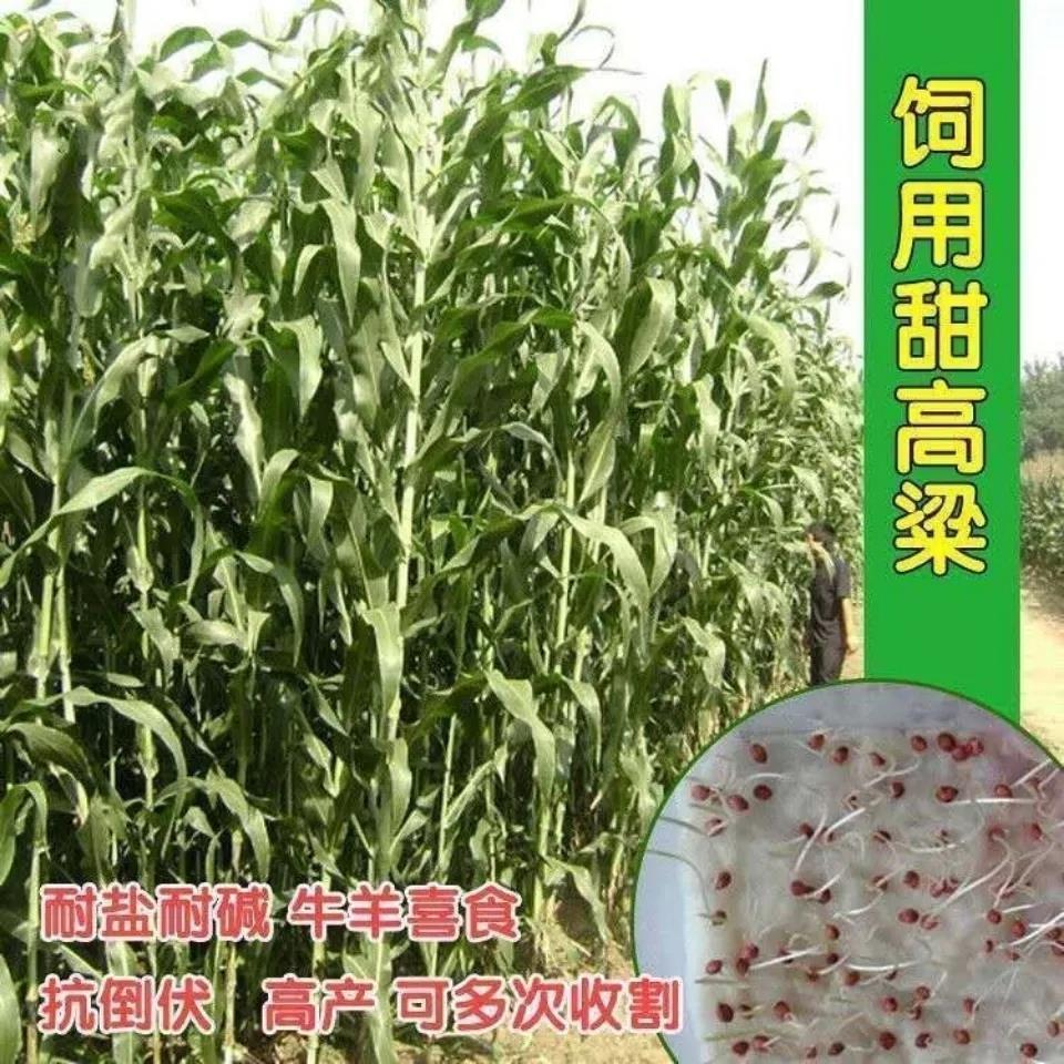 牧草种子南北方型甜高粱饲用高产甜高粱牛羊鱼草籽种子