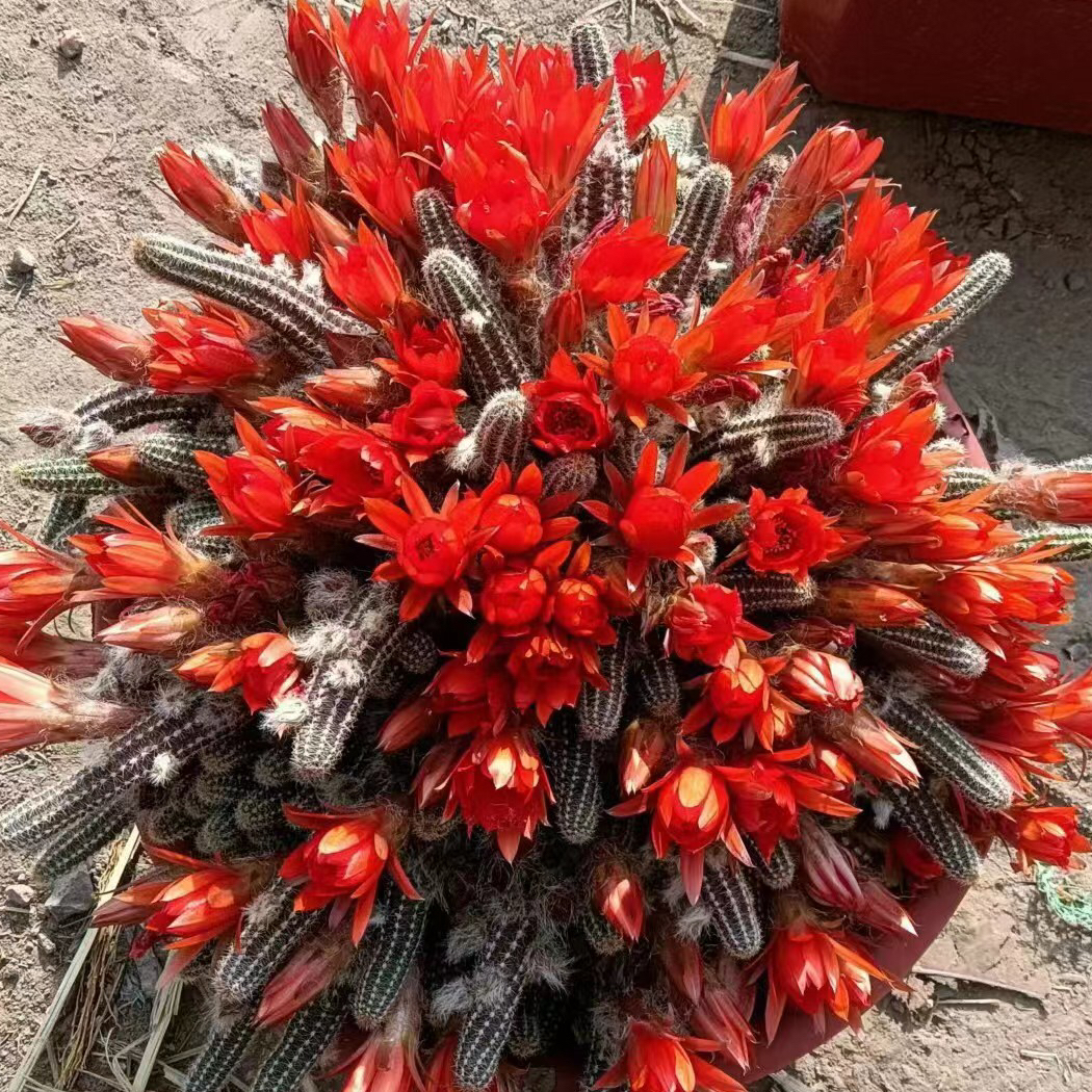 仙人球白檀红色花仙人指口径8厘米带盆发货