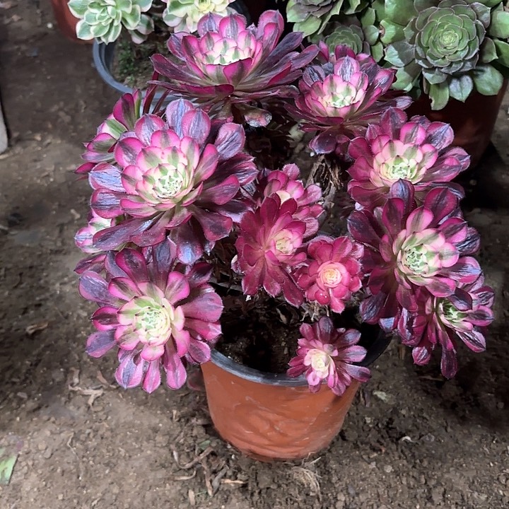 多肉植物红铜白64