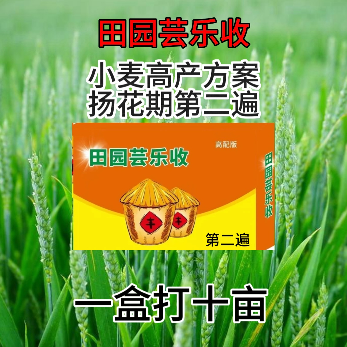 小麦高产第二遍（十亩扬花期）打10亩