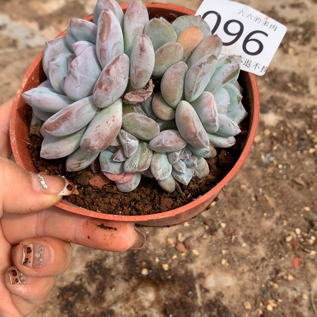 96 哈哈哈哈哈哈哈哈哈哈哈哈哈哈