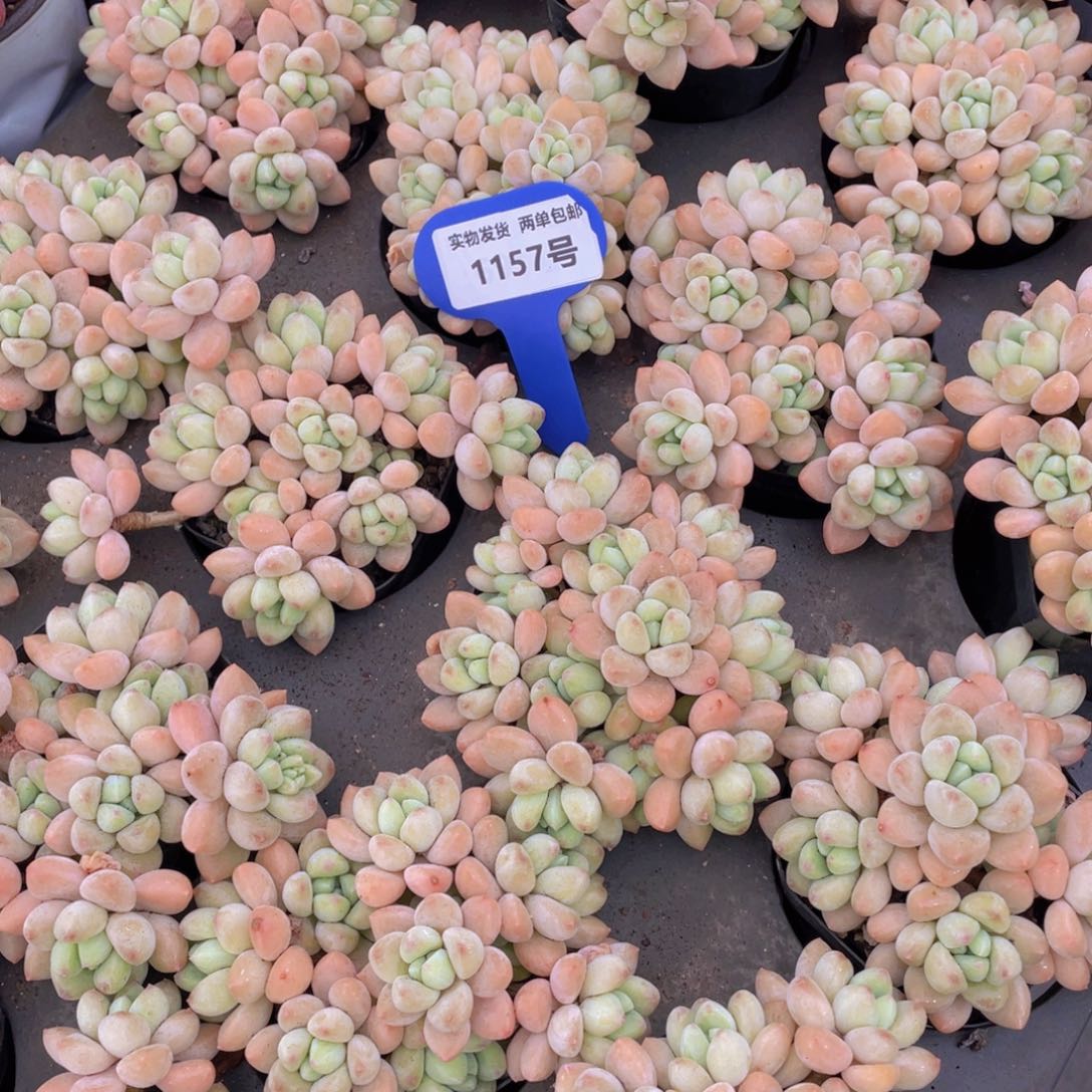 1157号 奶酪蛋糕老桩大群生一个m