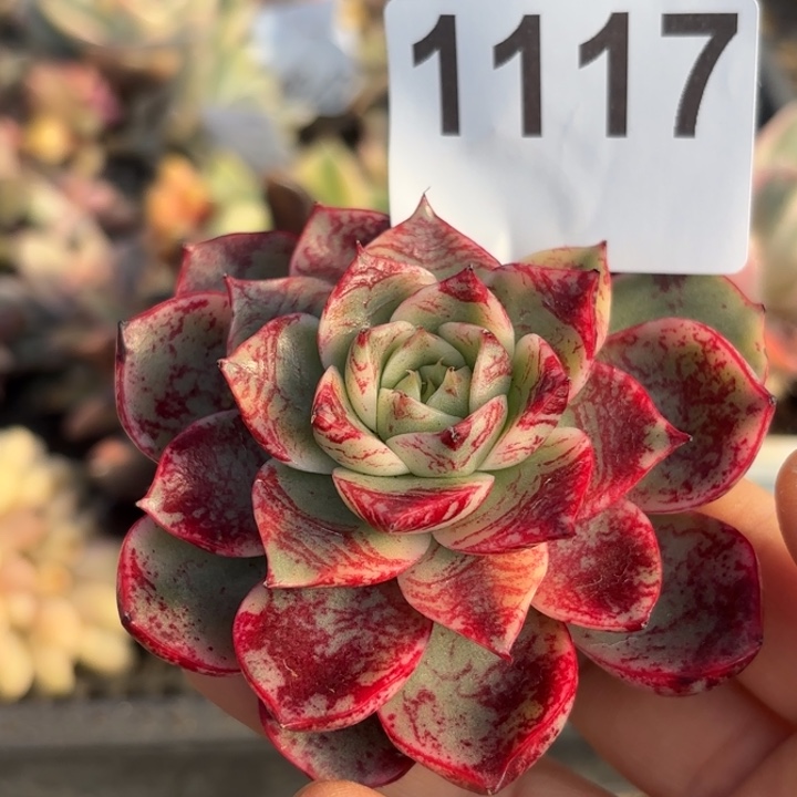 斗牛士锦多肉植物满18包邮当场凑单