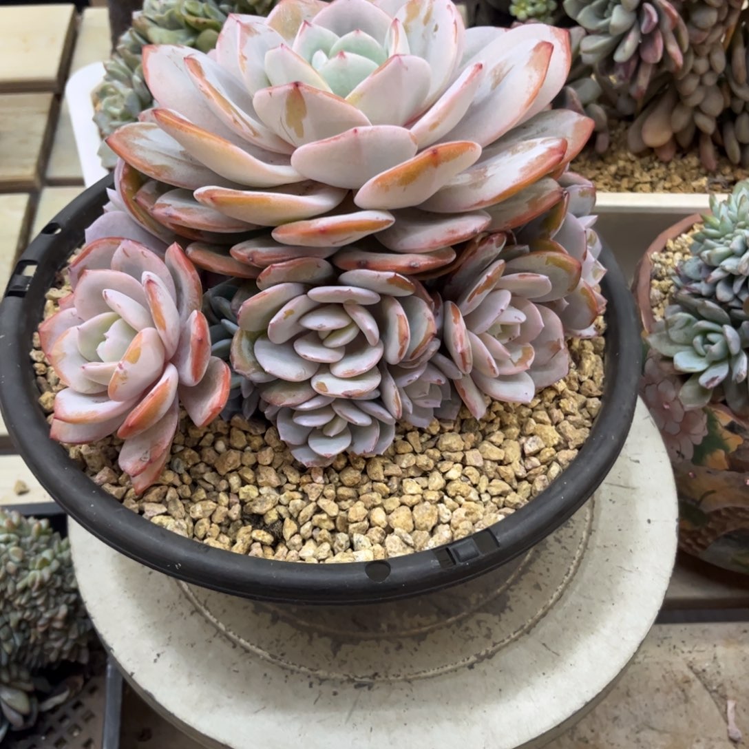 谈***首多肉植物多肉植物