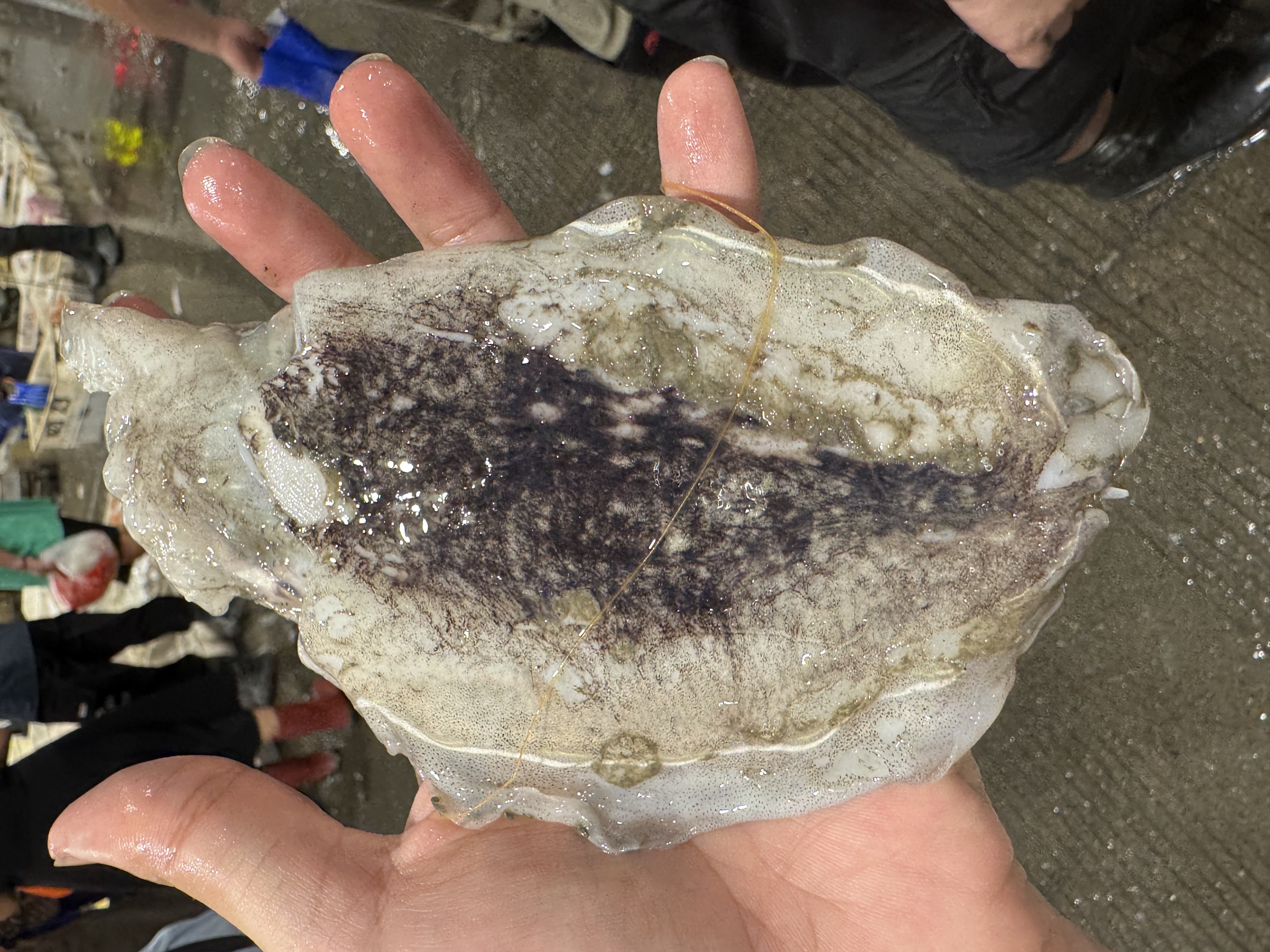 【4斤大长拐墨鱼仔】东海野生海捕新鲜大长拐墨鱼仔顺丰冷链包邮