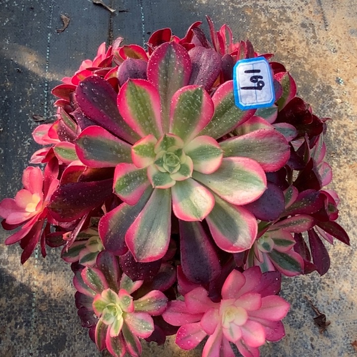 169美杜莎多肉法师