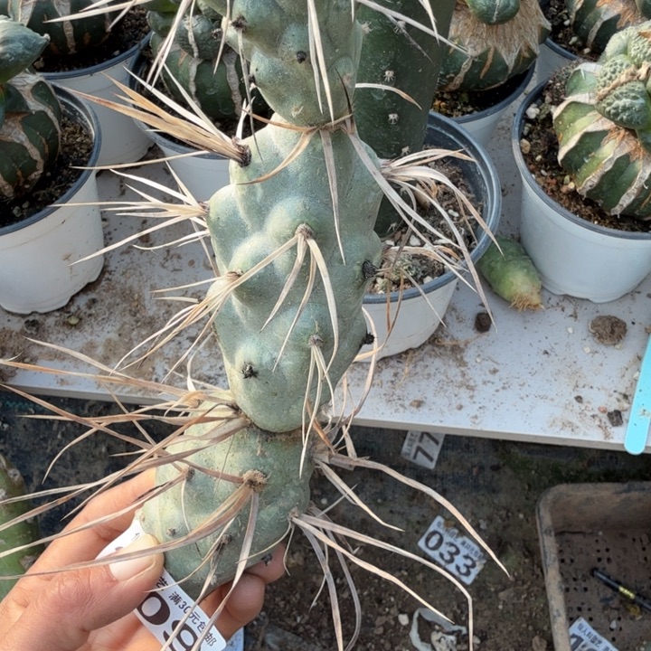 无花朵309落地枪骑兵习