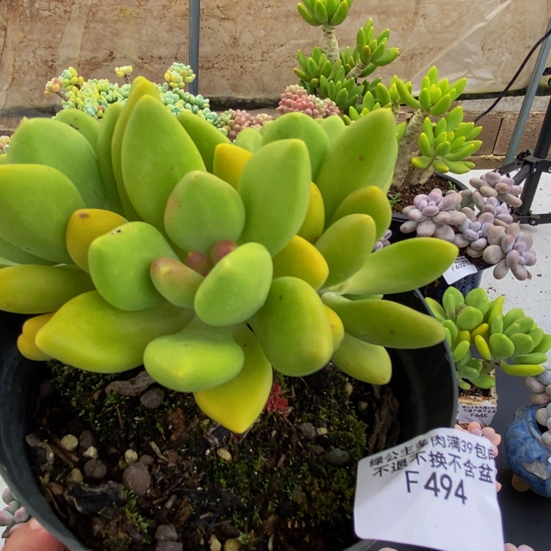 494芒果奶10cm多肉