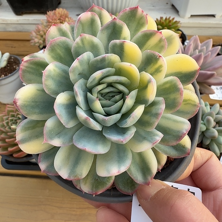 草莓冰锦1111129-11