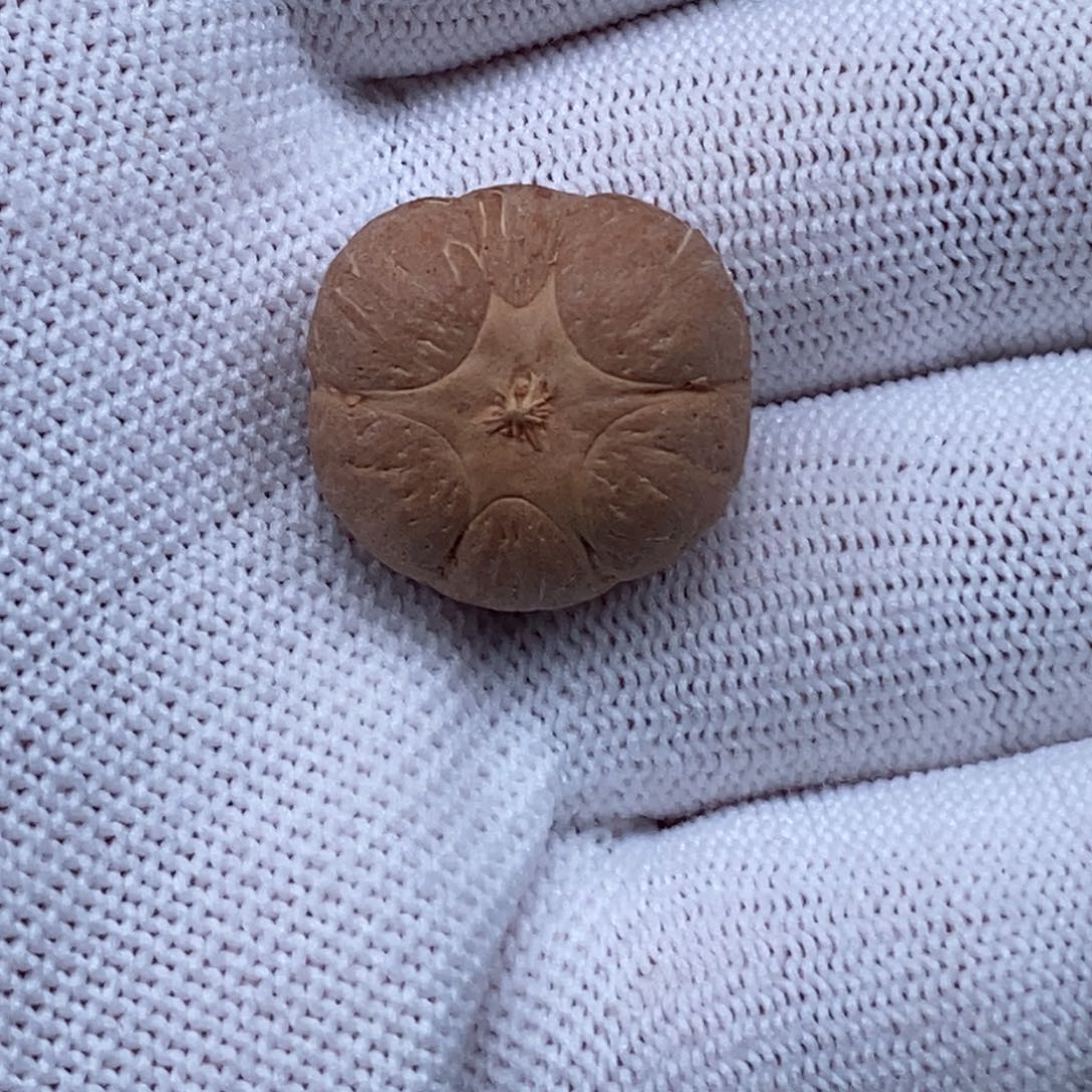 把件凤眼菩提六星21.3mm不打孔