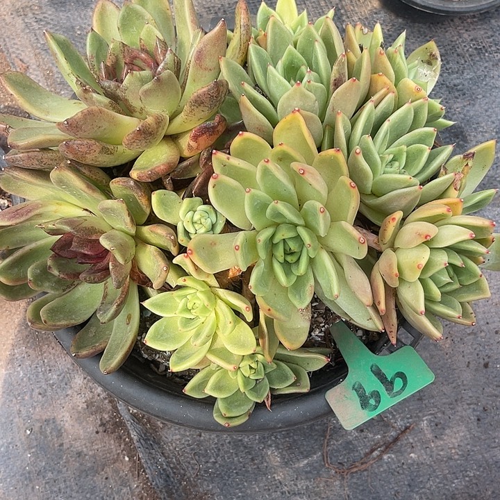 晨语多肉，一物一拍水晶99