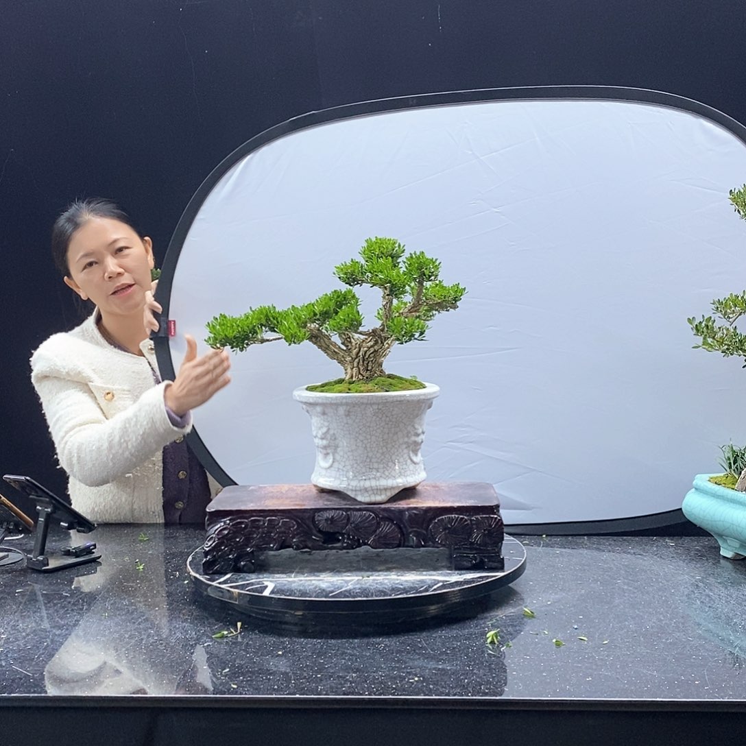 无花朵黄杨盆景艺术