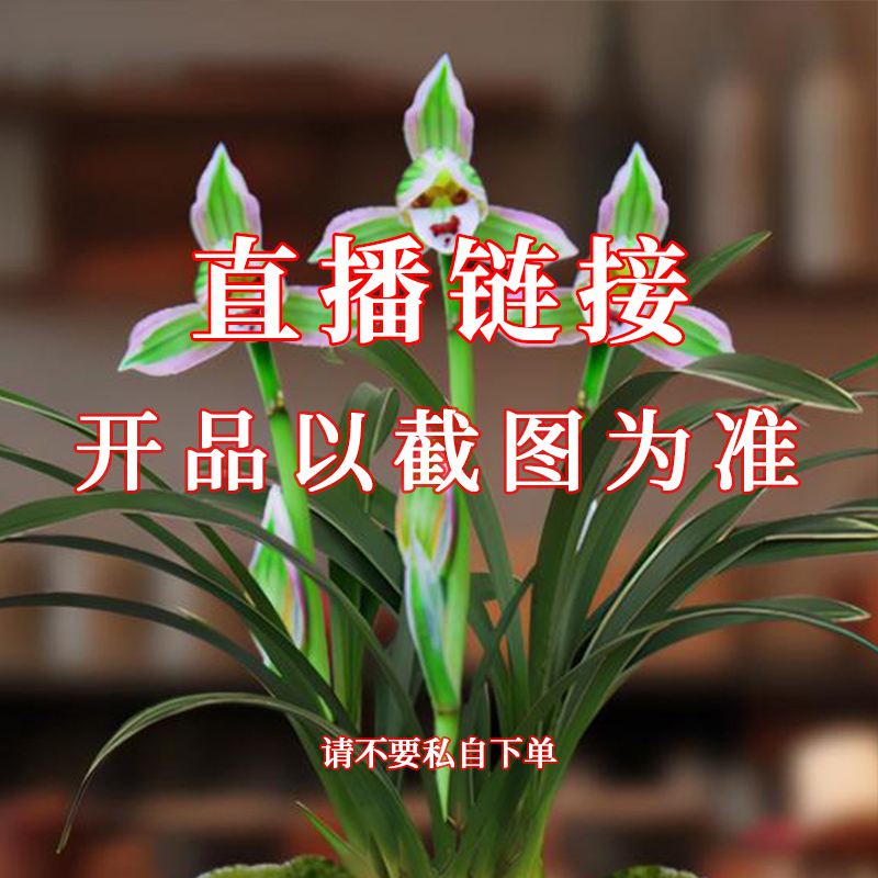 9兰馨园兰花草绿植花卉直播 基地发货一物一拍