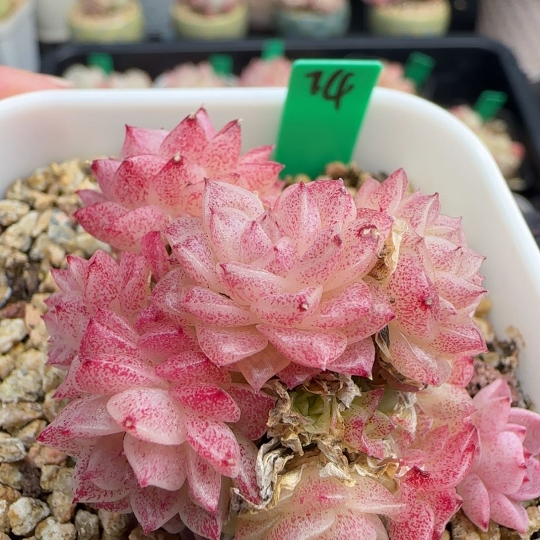 多肉 74   麦秆不包整  5厘米盆