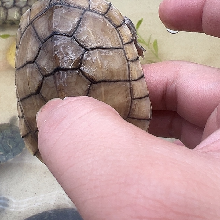 绿毛龟母吧55565885