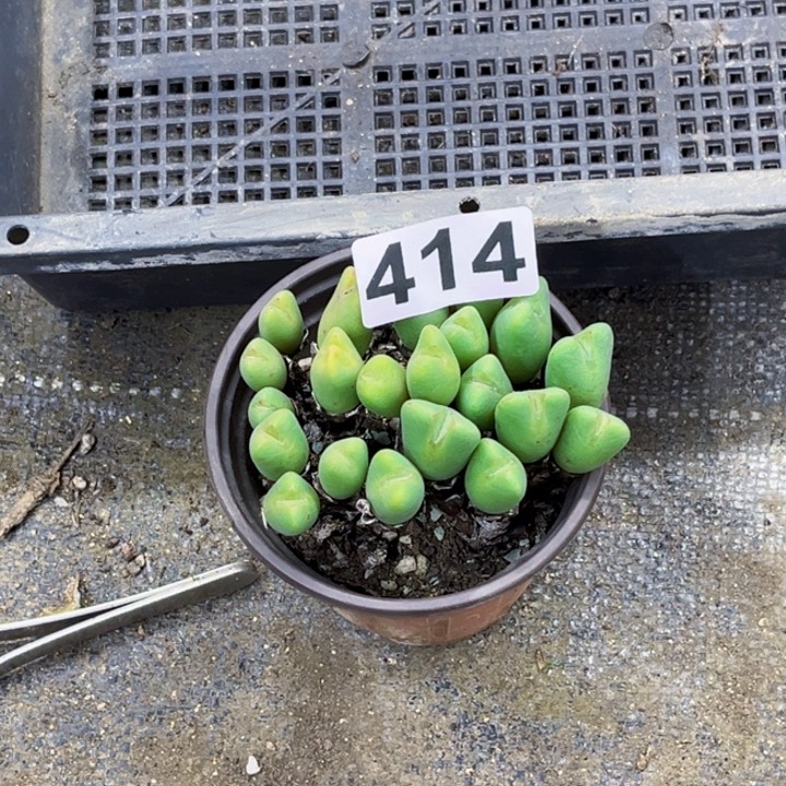 414少蒋一物一图如图带盆