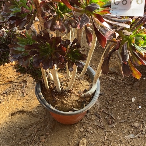 876黑法师缀化断枝不包