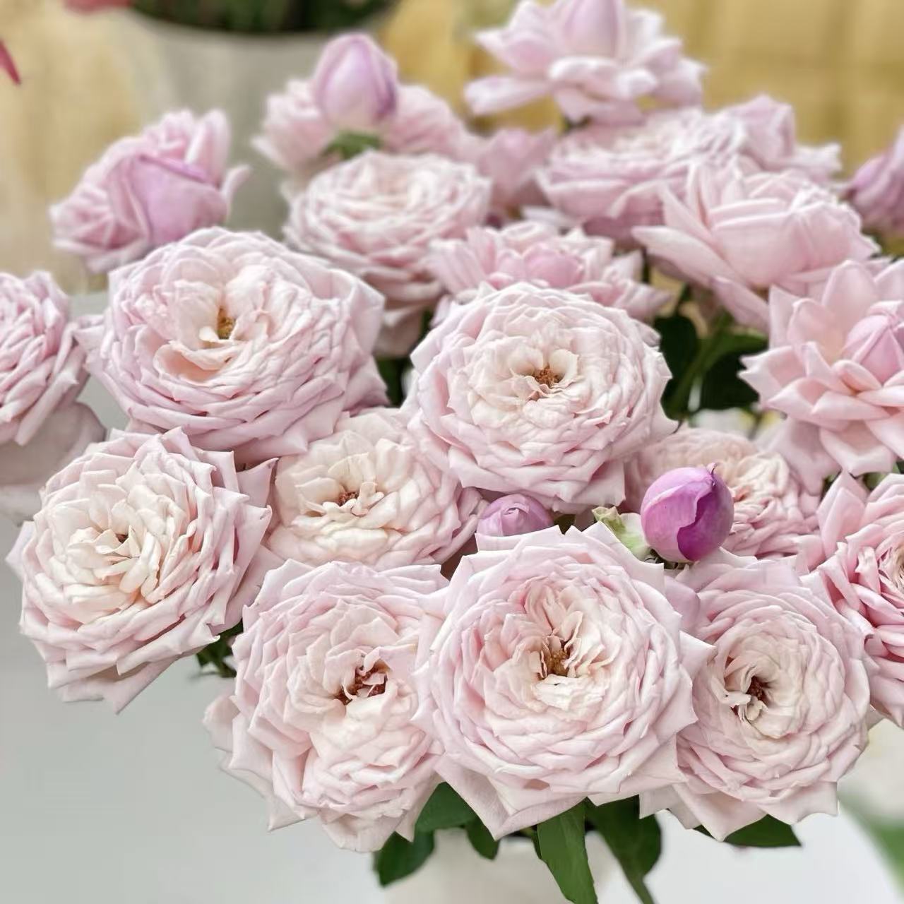 【花之物语】樱桃唇多头玫瑰 包邮