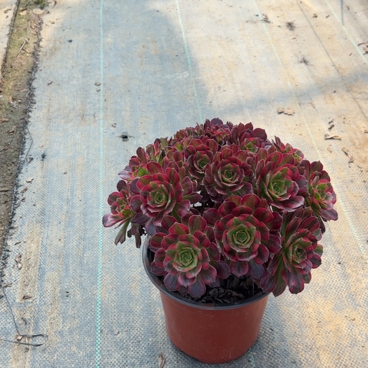 6安娜多肉多肉多肉多肉