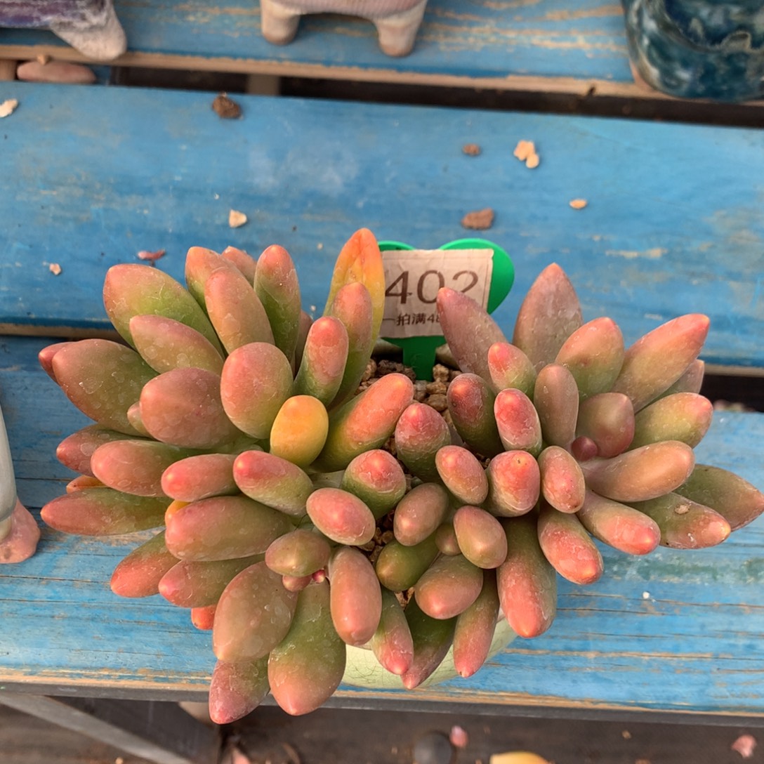 芒果奶无砍平头1402