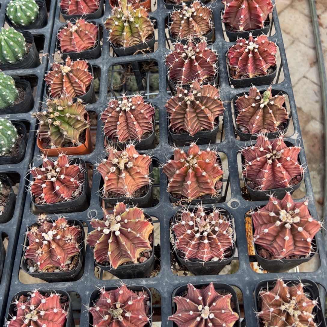 彩牡丹 满三单发货
