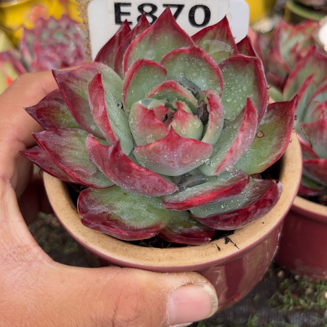 爱****儿惊鸿一瞥870号多肉