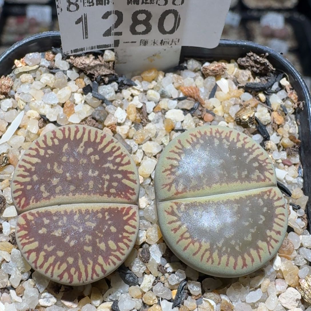 zz好货也清了1280