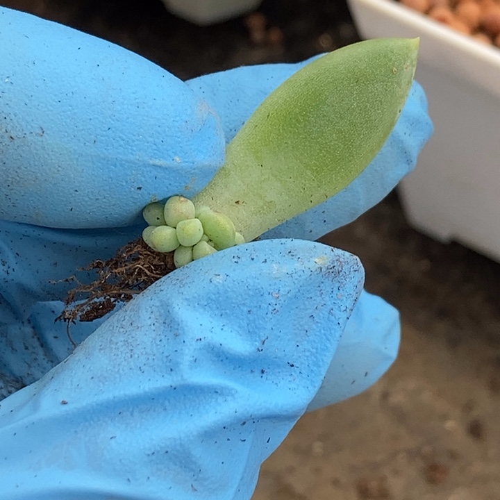 呵*大叶奶糖锦基因多肉植物