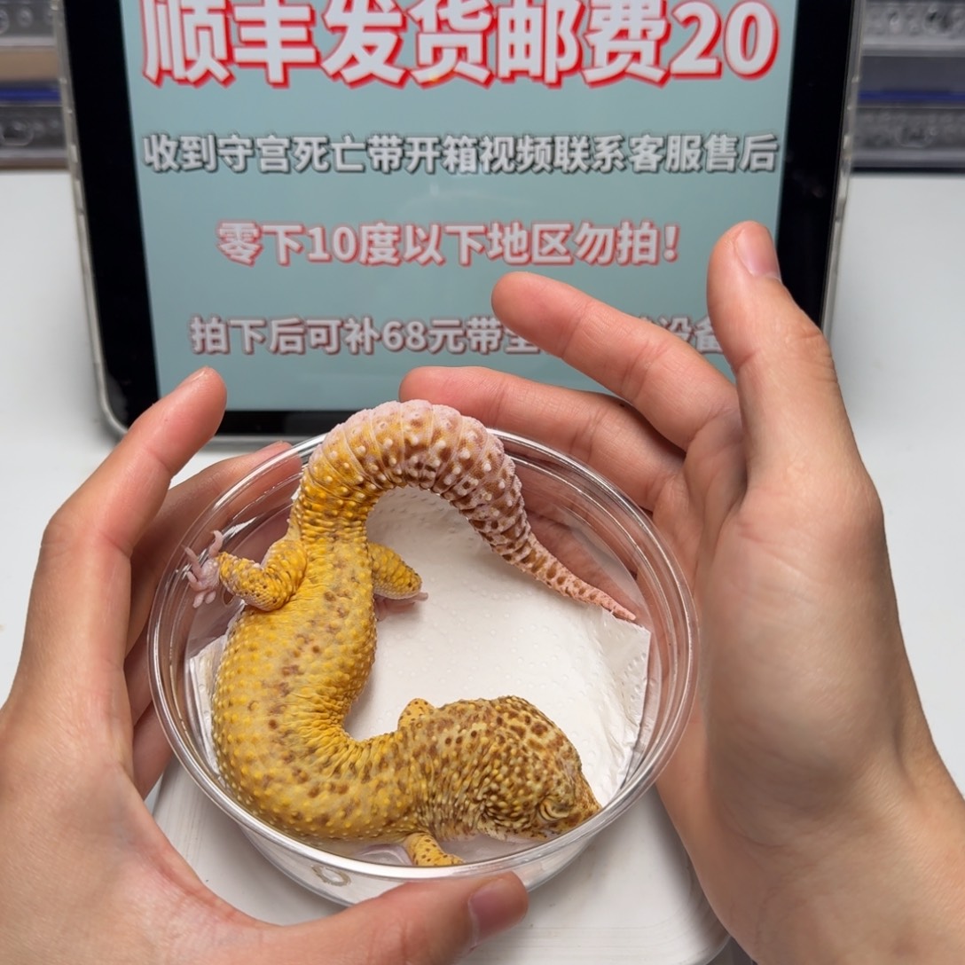 豹纹守宫雷达巨人