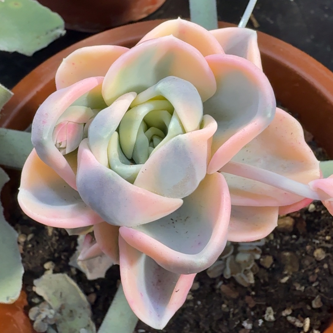 一颗的锦美尻锦腹轮锦粉体