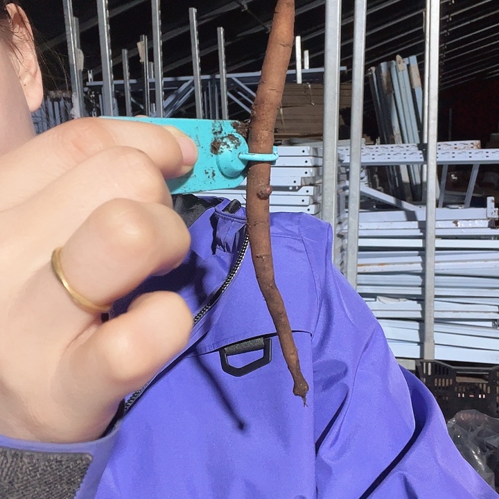 当前无花栽培后可以开花鲑鱼荣耀根芽