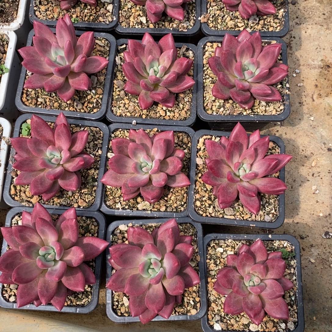 单头赫菲，可以挑，