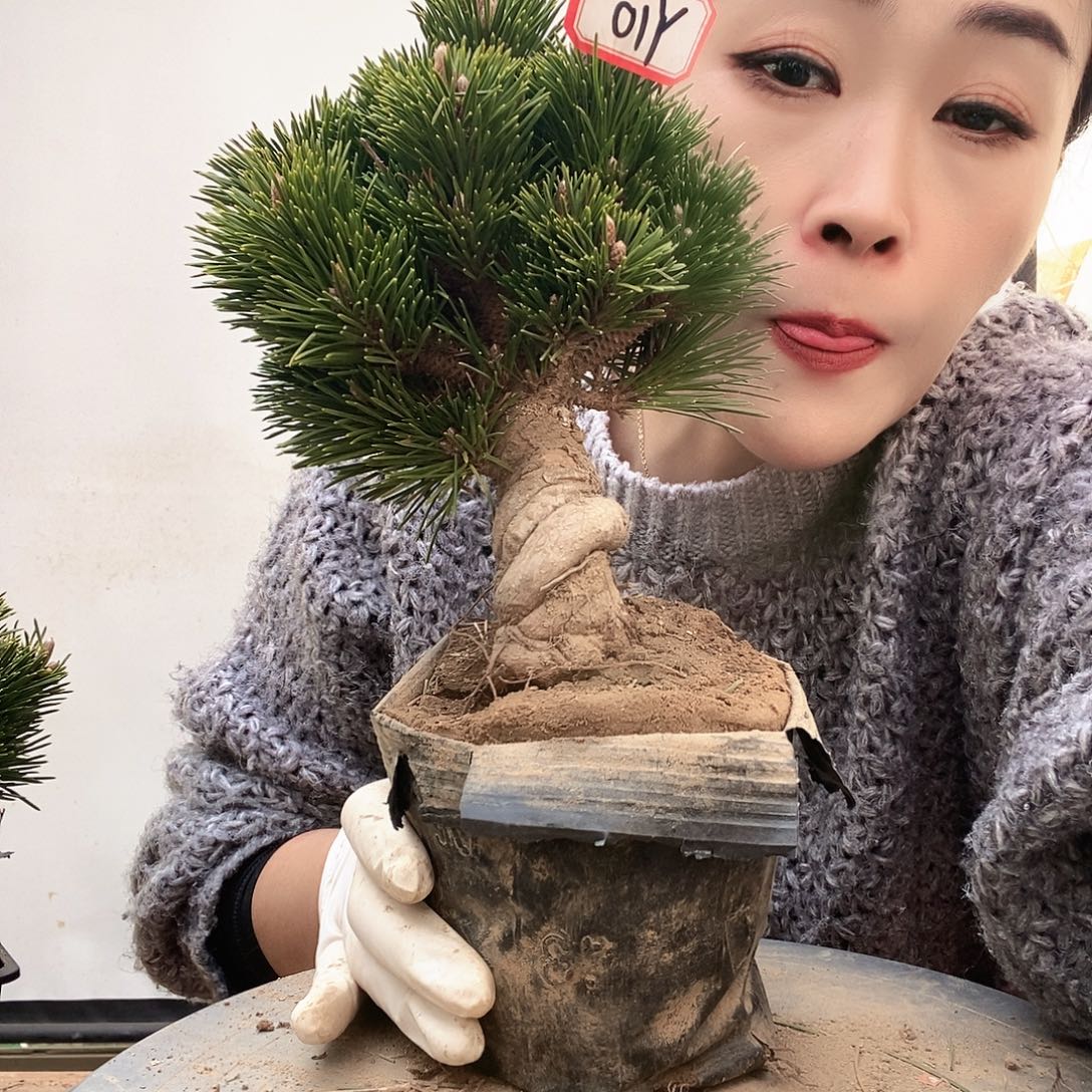 无花朵植物形态多年生草本