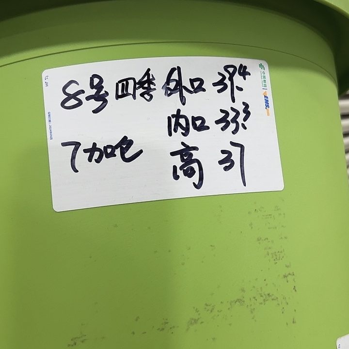 特价8号四季口39高38果绿无托3只