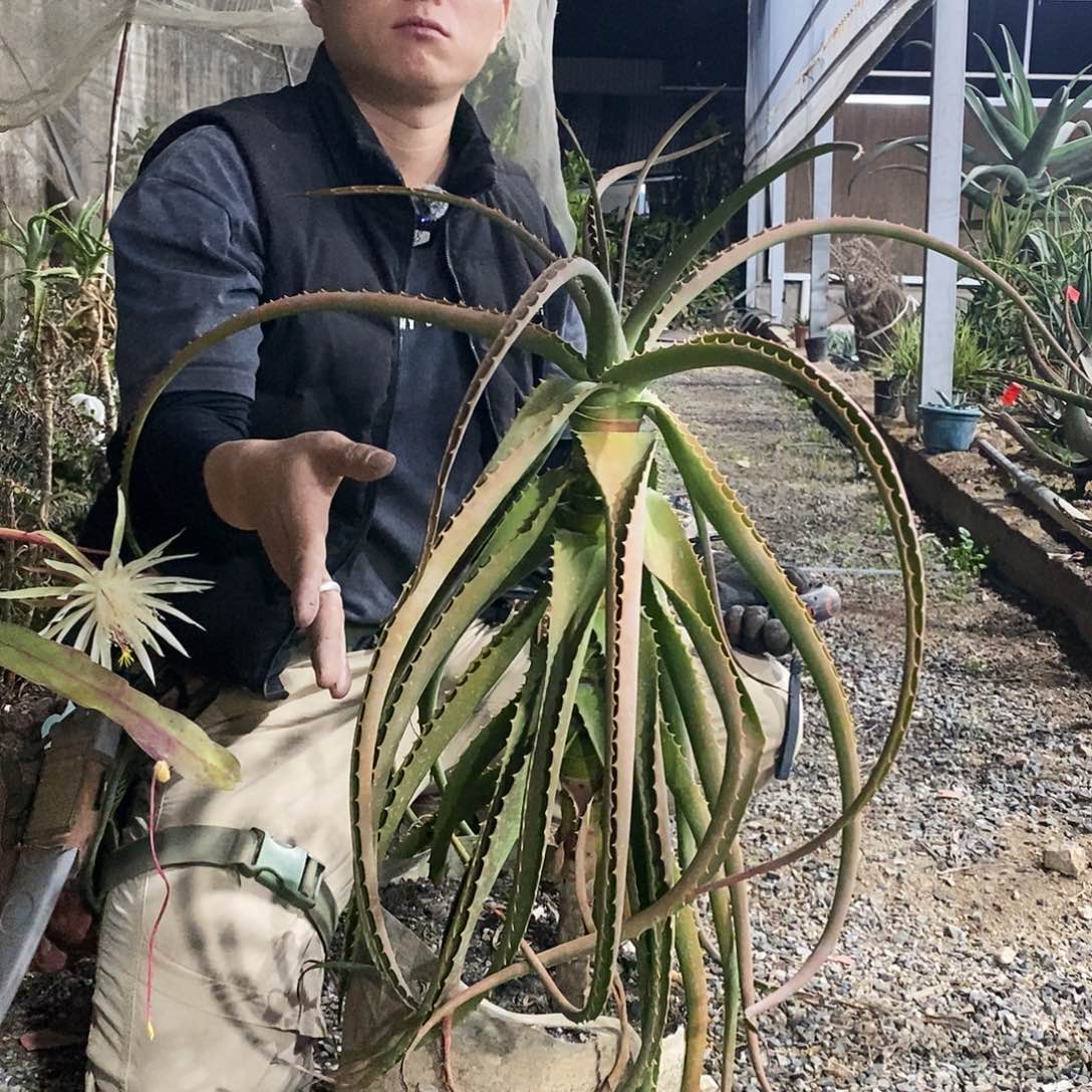 西***.80号拍品。          