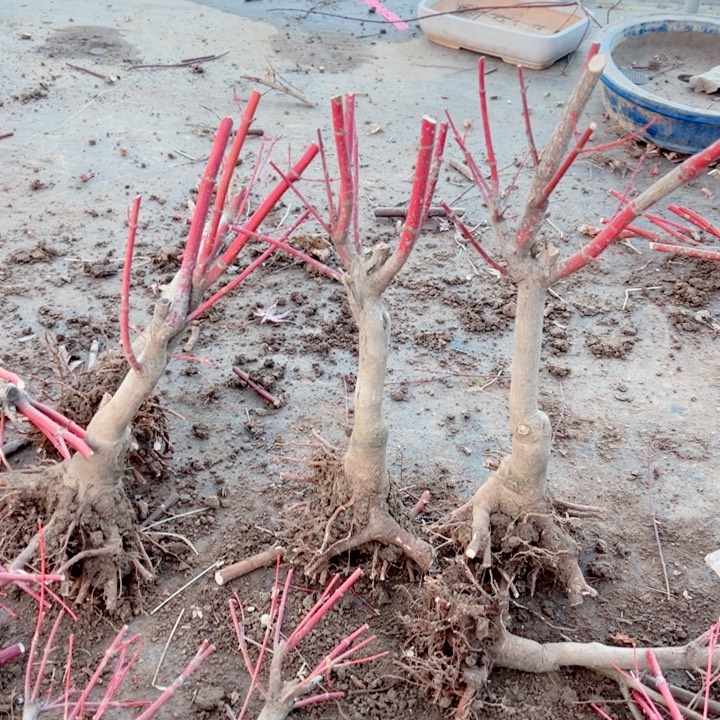 谷***春无花朵枫树……枫树