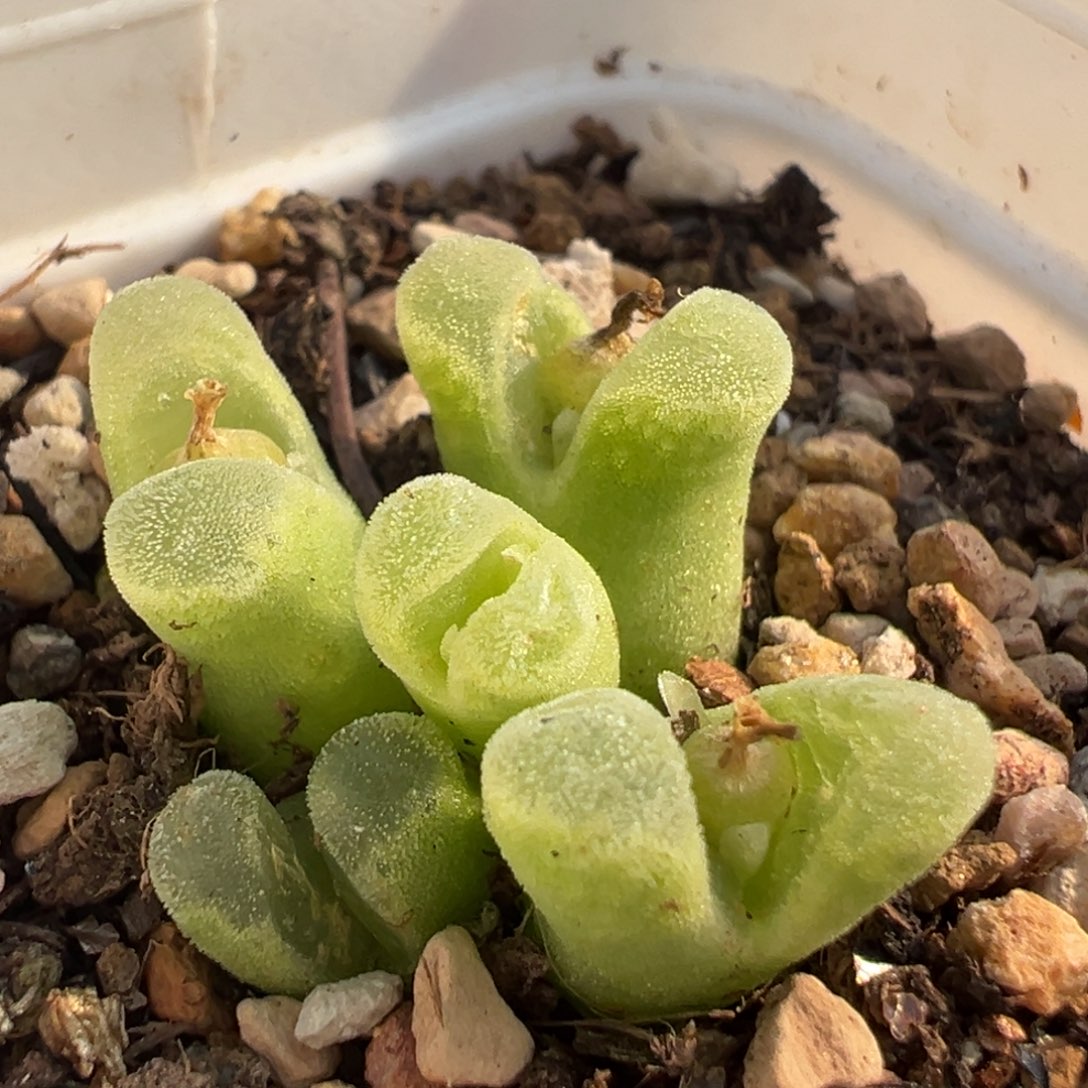 23多肉植物百科植物