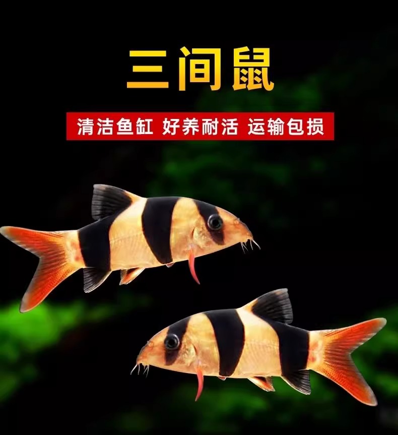 热带观赏鱼三间鼠清洁底层工具鱼淡水活体清道夫鱼