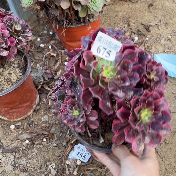 675美杜莎不圆1号棚